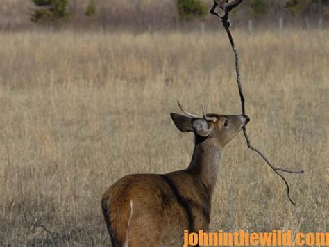 Unusual Buck Deer Racks Palmated Drop Tined Malformed And Non