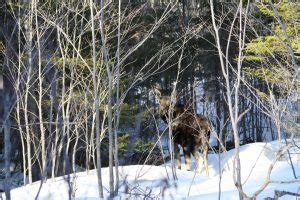 Northeast Whitewater Winter Activities - Moosehead Lake Maine Winter ...