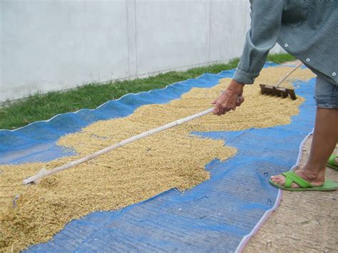 Arroz De Secagem Por Um Fazendeiro Foto De Stock Imagem De Ancinho