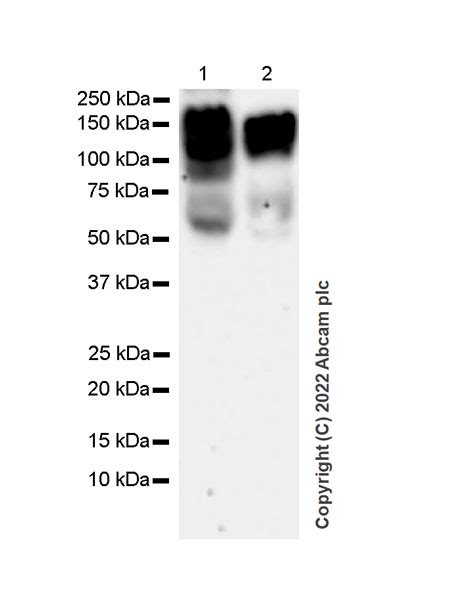 Recombinant Anti P Cadherin Antibody 56 P Cadherin BSA And Azide