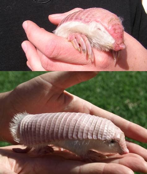 The Science Questionnaire: Species Spotlight: Pink Fairy Armadillo