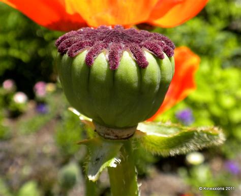 kinexxions: Brilliant Orange Colored Poppies