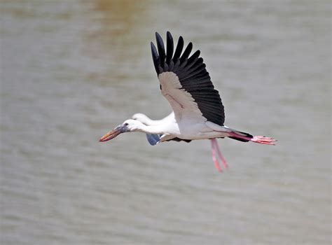 Oiseaux migrateurs Série documentaire 2016 - Télé Star