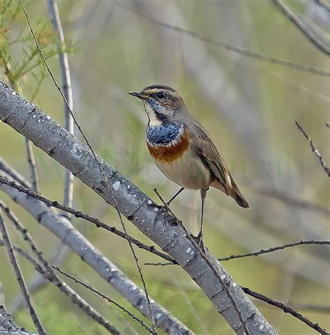 Bluethroat Luscinia Svecica Cyanecula Wildlife Natural