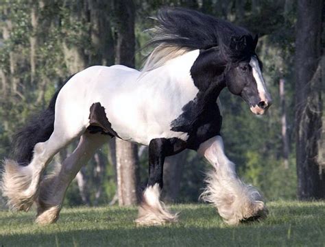 Gypsy Horse Info, Origin, History, Pictures