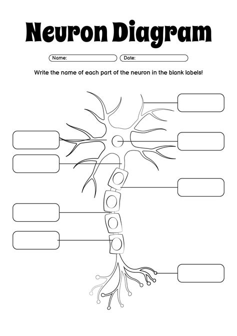 Blank Neuron Diagram Worksheet