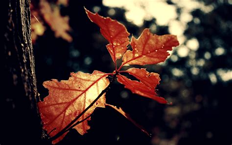 Wallpaper Sinar Matahari Daun Daun Alam Merah Cabang Cahaya