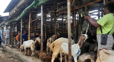 Idul Adha Sebentar Lagi Penjualan Kambing Kurban Sepi Pembeli