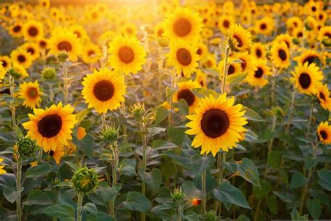 How To Grow Sunflowers From Seed To Harvest Check How This Planting Guide Helps Beginners