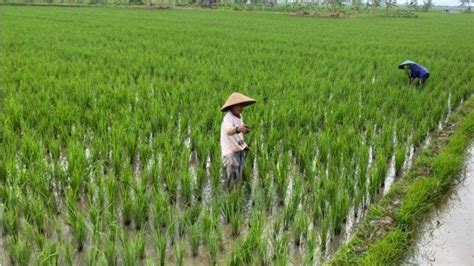 Alokasi Jatah Pupuk Subsidi Di Kabupaten Batang Tak Sesuai