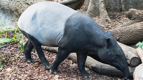 Malayan Tapir Habitat