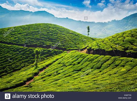 Tea plantations. Munnar, Kerala Stock Photo - Alamy