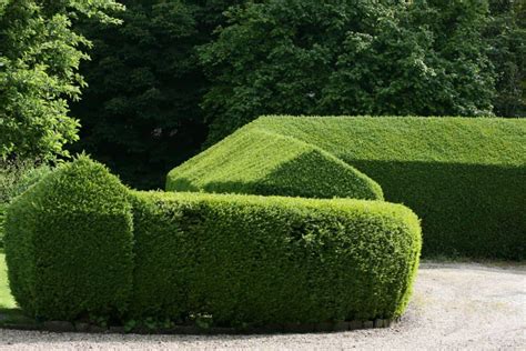 Tall And Narrow Shrubs For Screening Purposes