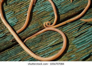 Giant Roundworms Ascaris Lumbricoides Shutterstock