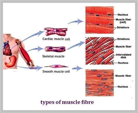 Types Of Muscle Image | Anatomy System - Human Body Anatomy diagram and ...