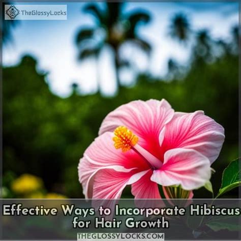 Hibiscus Tea Boost Hair Growth And Prevent Dryness