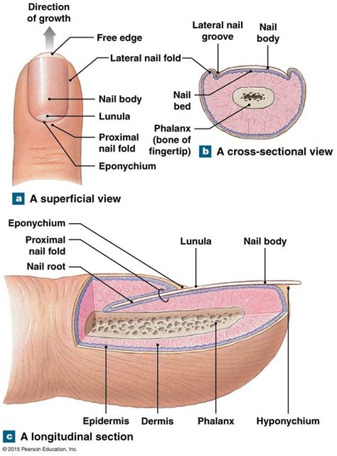 The Structure Of The Nail Diagram Diagram Structure Human Na