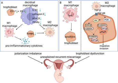 The Role Of Macrophages In Reproductive Related Diseases Heliyon