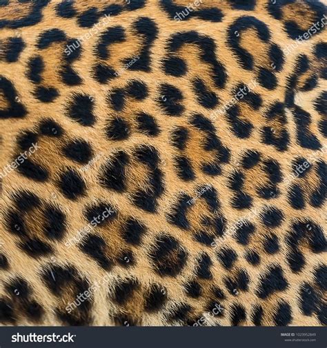 Leopard fur texture (real fur)fur#Leopard#real#texture | Fur texture ...