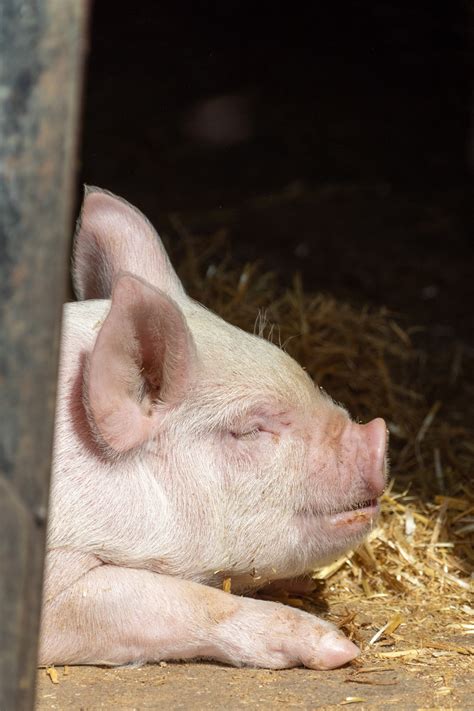 Little Piglet Free Stock Photo Public Domain Pictures