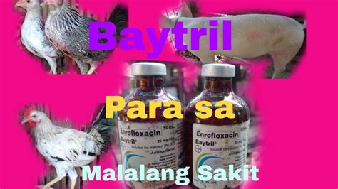 PAANO GAMUTIN ANG MALALANG SIPON NG MANOK Vlog 141 Baytril Malalang