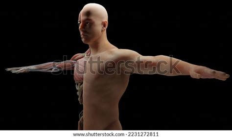 3d Illustration Human Anatomy Muscles Organs Stock Illustration ...