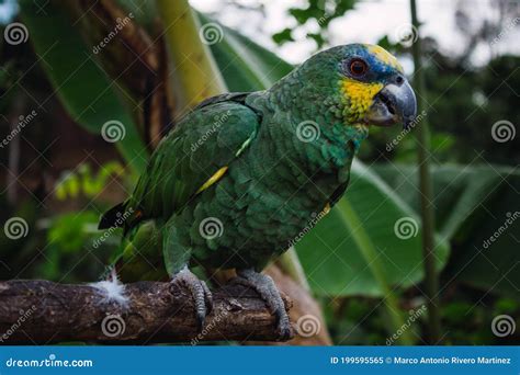 Parrot On A Stick With Its Beak Wide Open Stock Image Cartoondealer