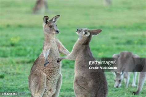 359 Kangaroos Hugging Stock Photos, High-Res Pictures, and Images ...