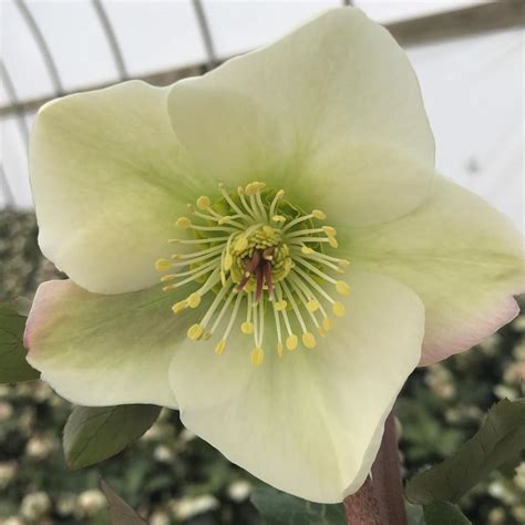 Helleborus Mollys White Lenten Rose From Saunders Brothers Inc