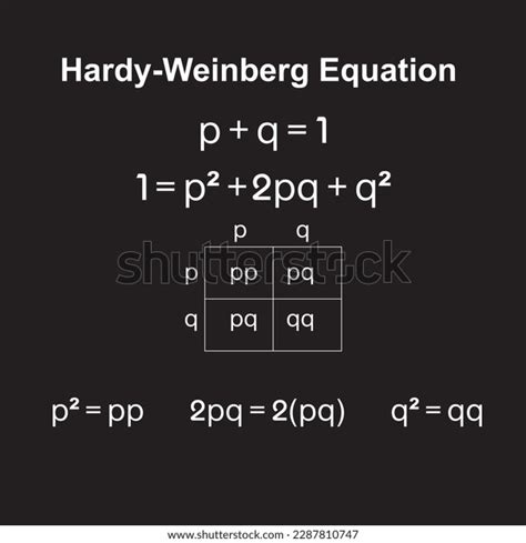 Hardy Weinberg Principle Known Hardy Weinberg Equilibrium Stock Vector