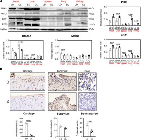 Changes In Expression Of Clock Proteins In Representative Tissues A