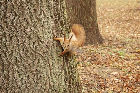 Eichhörnchen Baum Stamm Kostenloses Foto auf Pixabay Pixabay