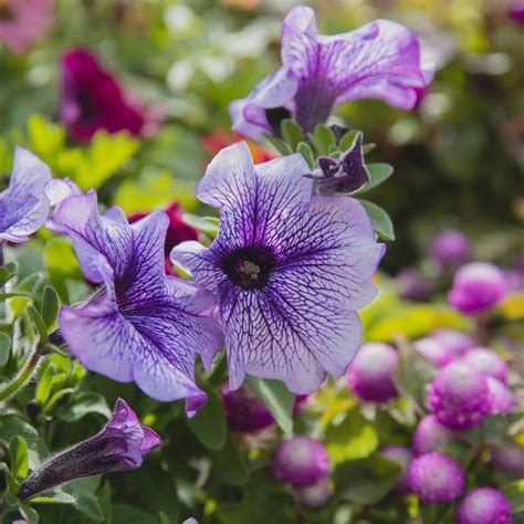 Plantas Con Flores De Temporada Para Tu Jardín