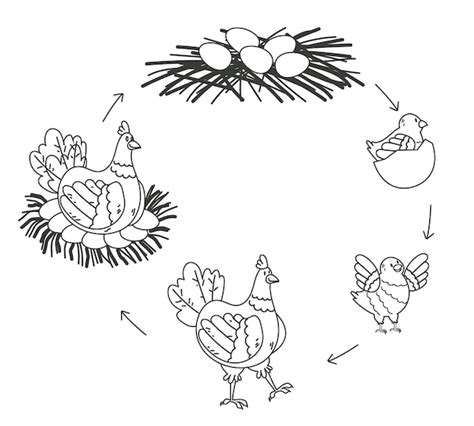 Ciclo de vida del pollo aislado en fondo blanco ilustración de