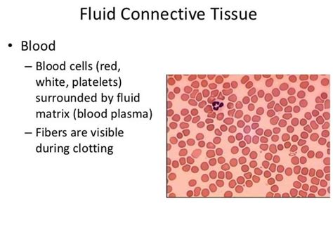 Connective Tissue Cell Types