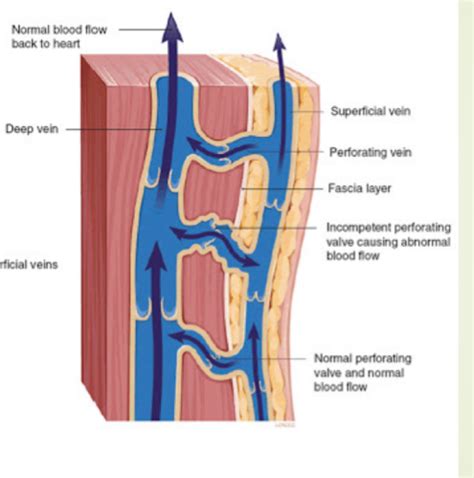 APCH112 Superficial Vein And Nerve Flashcards Quizlet