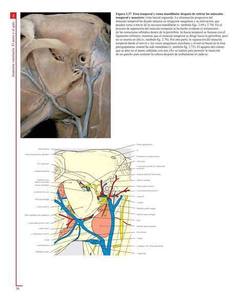 Atlas En Color De Anatomia Veterinaria El Perro Y Del Gato