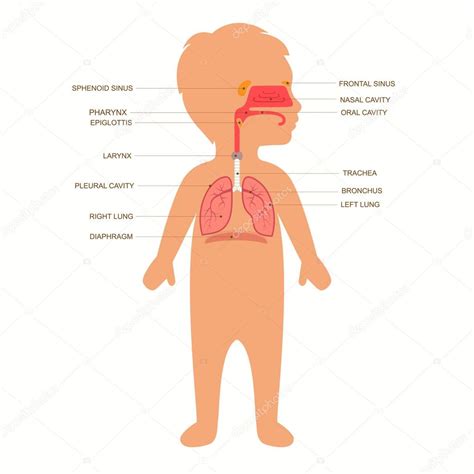 Respiratory system Stock Vector by ©eveleen 79025908