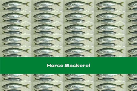 Horse Mackerel - This Nutrition