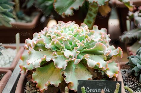 Crassula Curly Leaves Succulent High Quality Nature Stock Photos