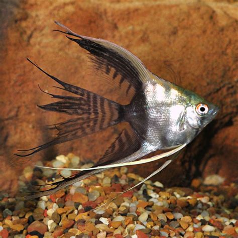 Half Black Freshwater Angelfish Tropical Fish For Freshwater Aquariums