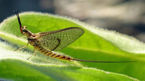 Order Ephemeroptera - Mayflies - North American Insects & Spiders