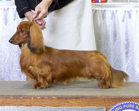 Miniature Long Haired Dachshund Puppies For Sale Dikerdachs