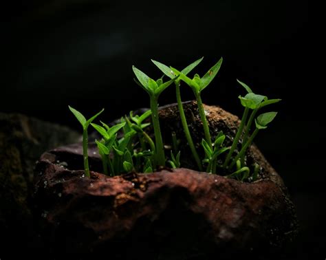 natural growth leaf  photo  pixabay