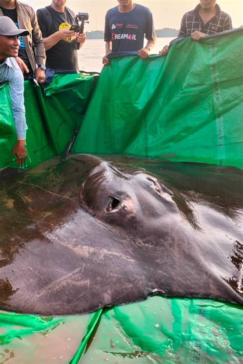 Largest Stingray