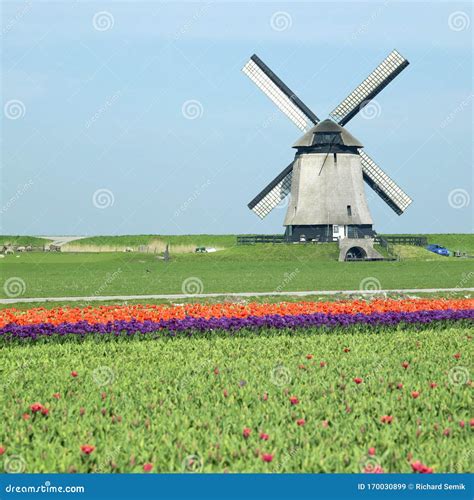 Windmill With Tulip Field Near Schermerhorn Netherlands Stock Image