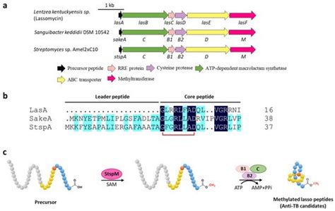 Biosynthesis Of Lasso Peptides Encyclopedia Mdpi