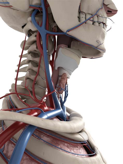 Anatomi Arteri Tiroid Inferior Med Malay