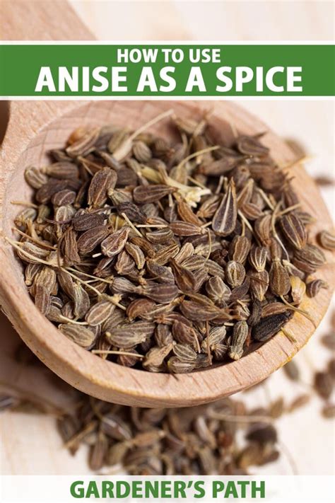 How to Use Anise as a Spice | Gardener’s Path