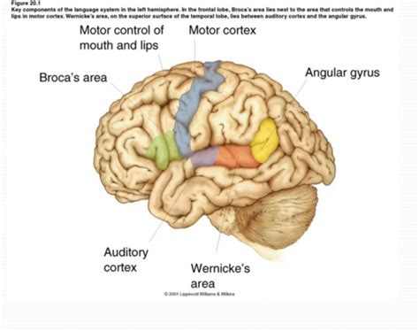 Neurobio Lecture 21 Language And Attention Flashcards Quizlet